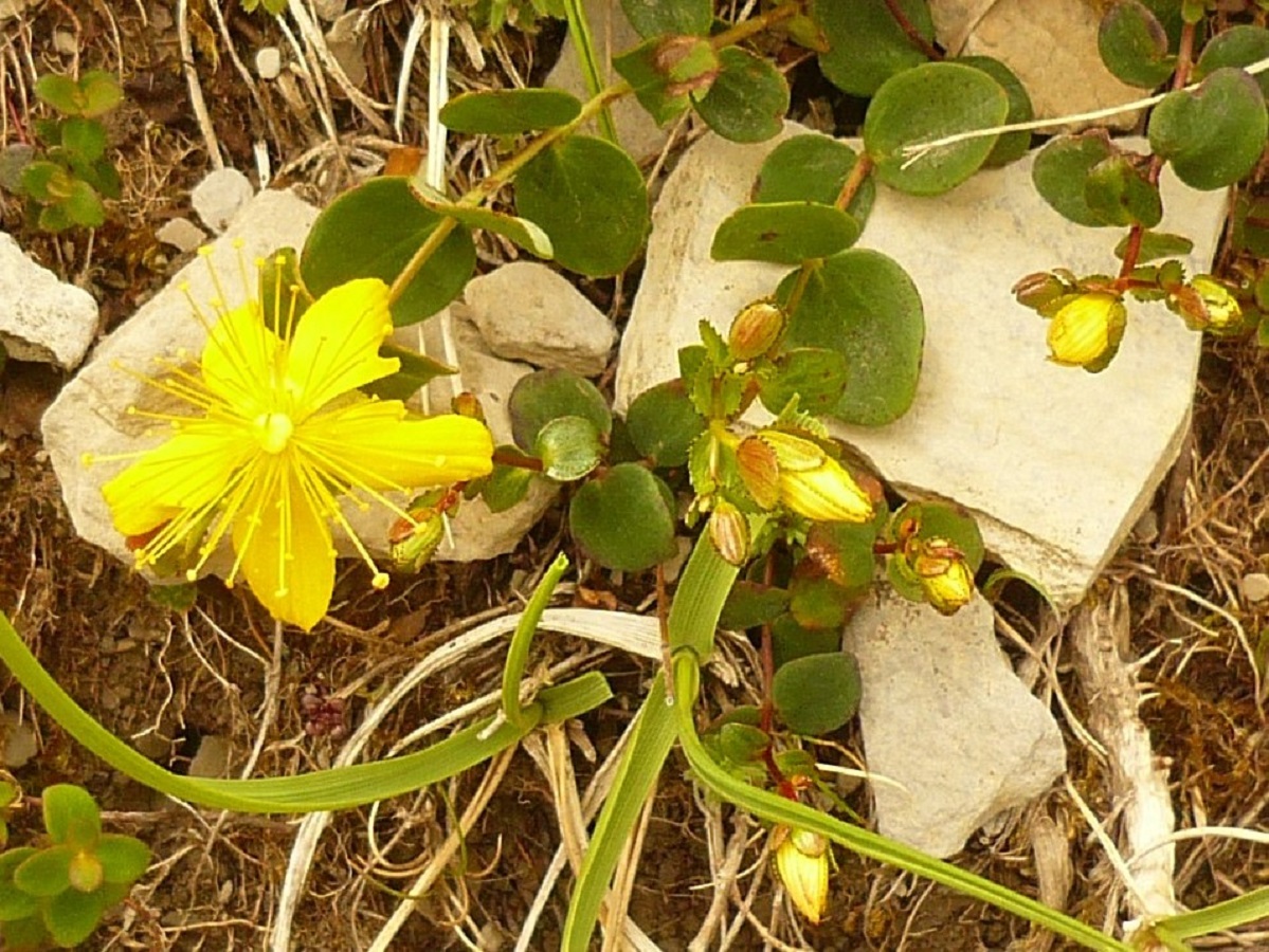 Hypericum nummularium (Hypericaceae)